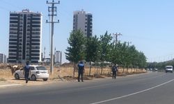Diyarbakır’da, Belediye’den inek operasyonu