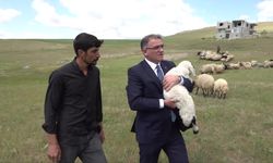 Besicilere dağıtılan koyun sayısı 235 bine ulaştı