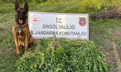 Bingöl'de 14 bin 933 kök kenevir ele geçirildi