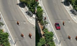 Diyarbakır’ın Manhattan’ında inek mesaisi