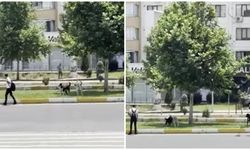 Diyarbakır’da köpekler yoldan geçenlere saldırdı