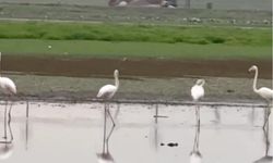 Diyarbakır’da uzun yıllar sonra flamingo görüldü