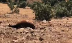 Yabani yılkı ölümleri 7’ye yükseldi