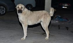 Köpeklerin saldırısına aldırış etmeden yoluna devam etti
