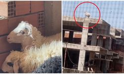 Kaçıp 3 katlı binanın üzerine çıkan koçu, sahibi satmaktan vazgeçti