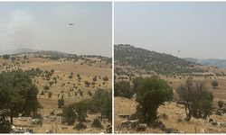 Mardin’deki orman yangını için DEM Partili vekilden çağrı