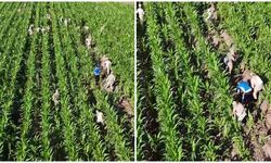 Diyarbakır’da Mısır tarlasında 41 bin kök skunk ele geçirildi