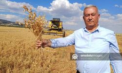 Araban'da nohut hasadı