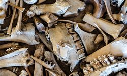 Neandertallerin 125 bin yıllık gizem aydınlandı