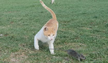 Kedi kedi olalı bir fare yakalayamadı