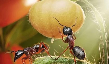 Bilim insanları karıncaların dünyasına girdi