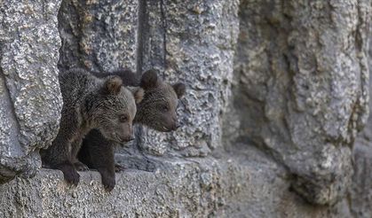 Anne ve yavru ayılar