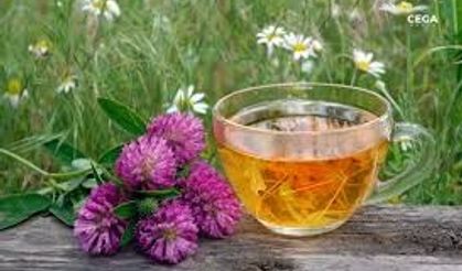 Ekinezya çayının cilt sağlığına faydaları nelerdir?