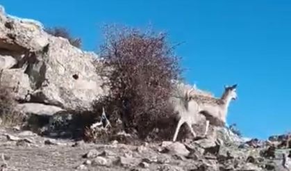 Mardin’de ceylan kameralara takıldı