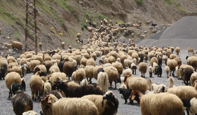 Çobanlar yatınca 4 ailenin 1 yıllık emeğini çaldılar