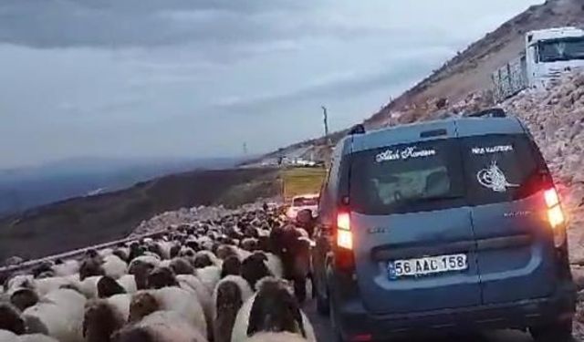 Koyun sürüsü geçtiği yol trafiğe kapattı