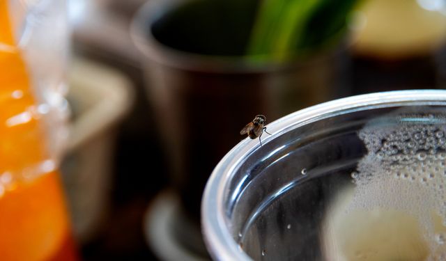 Evinizdeki sinek ve böceklerden kurtulmanın en kolay yolları