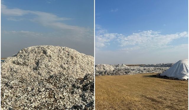 Diyarbakır’da pamuk ekim alanları gittikçe azalıyor