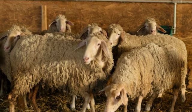 Koyunlar için icat edildi, insanlar elinden düşürmüyor