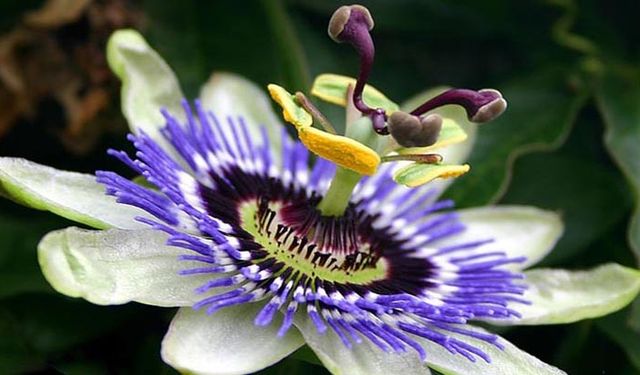 Doğanın mucizevi çiçeği! Metabolizmayı hızlandırıyor, tansiyonu bitiriyor