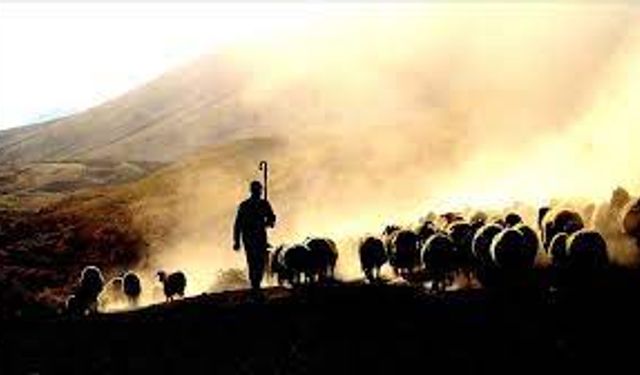 Diyarbakır'da üniversite kadrolu çoban alacak