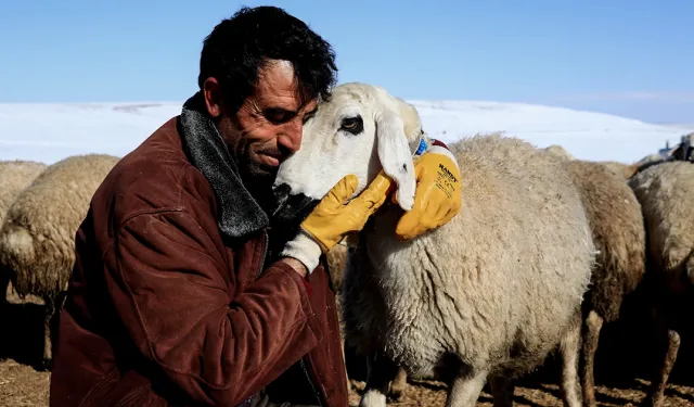 Diyarbakır üniversitesi işe alacak çoban bulamadı