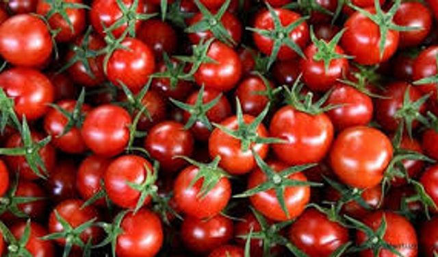 52 ülkeye domates ihracatı