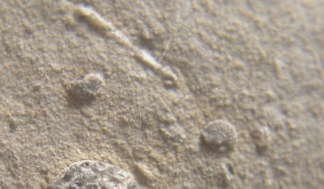 Çin'de bulunan fosiller bilinen evrimi altüst etti