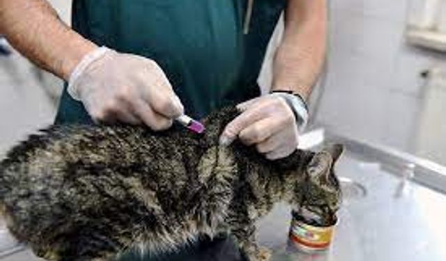 Diyarbakır'da 4 bin 506 kedi ve köpeğe kuduz aşısı
