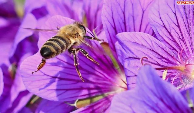 Böcekler çiçeklerde polen olduğunu nasıl biliyor?