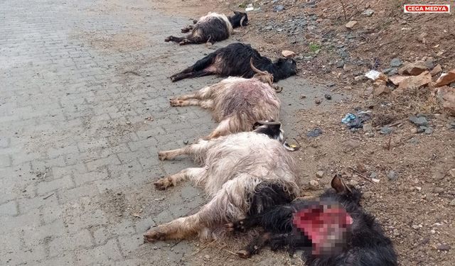 Diyarbakır'da köpekler 45 keçiyi telef etti