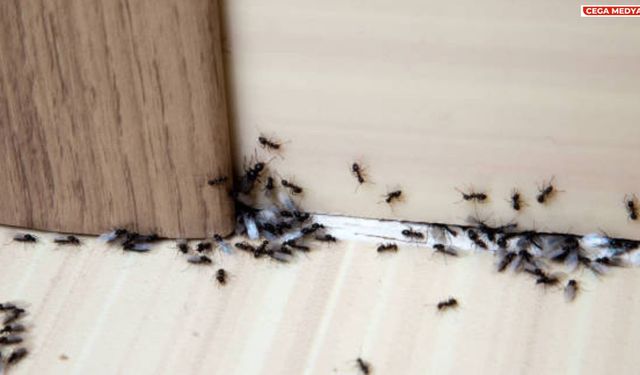 Evdeki karınca istilasından kurtulmanın yolları