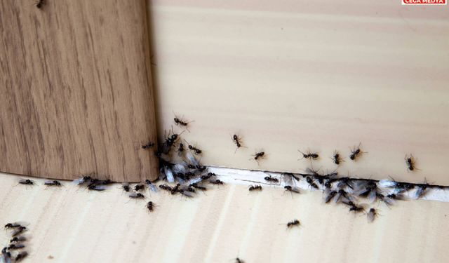 Evdeki karıncaları uzaklaştıran en etkili yöntemler