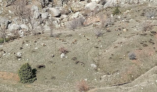 Adıyaman'da dağ keçileri sürü halinde görüldü