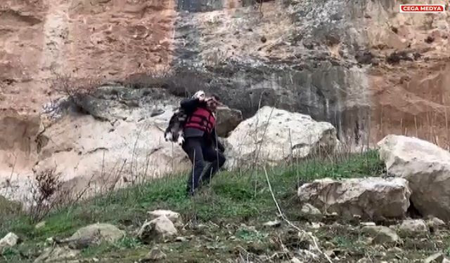 Kayalıklarda keçi kurtarma
