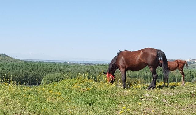 Diyarbakır’da kayıp atlar aranıyor