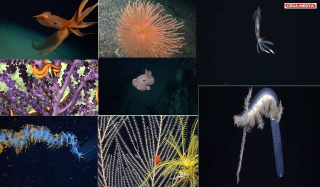 Derin denizde 100'den fazla yeni tür ve su altı dağları bulundu