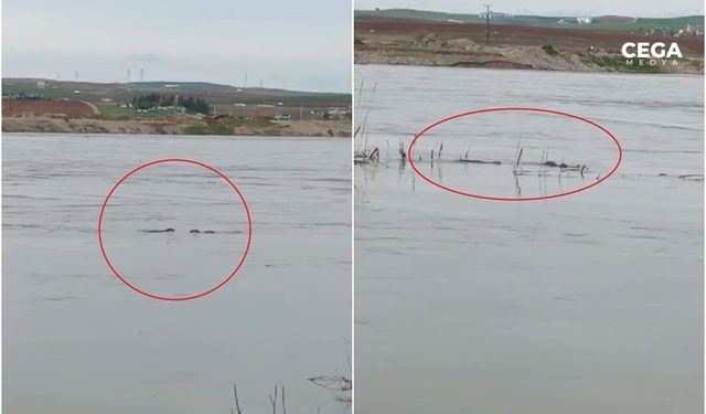 Nesli tükenen su samuru Diyarbakır'da görüntülendi