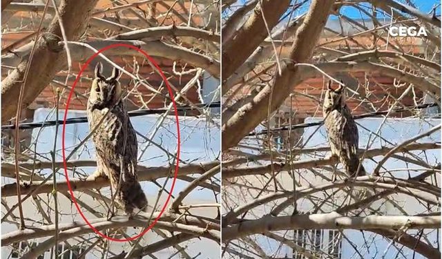 Diyarbakır'da boynuzlu baykuş görüntülendi