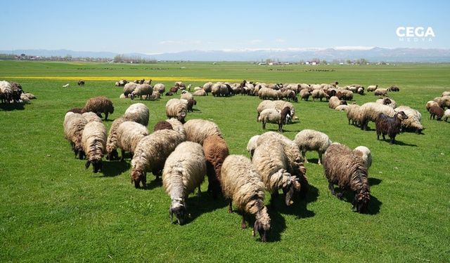 Muş'ta 40 bin TL’ye çoban bulunamıyor