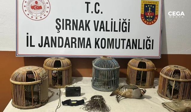 Şırnak'ta kaçak keklik avlayanlara para cezası