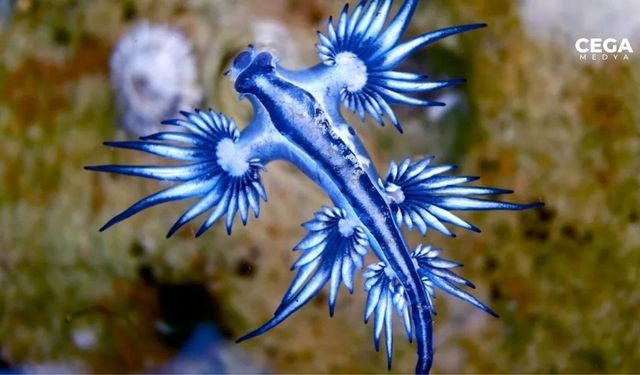 Denizlerin gizemli yaratığı; Mavi Ejderha