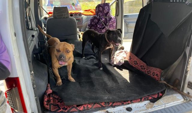 Gaziantep'te jandarma ekipleri yasak ırk 3 köpeğe el koydu