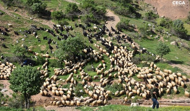Koyunlar yayla yollarında