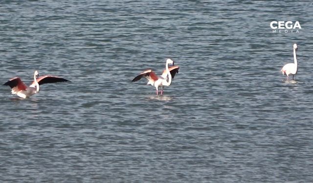 Flamingolar görsel şöleni