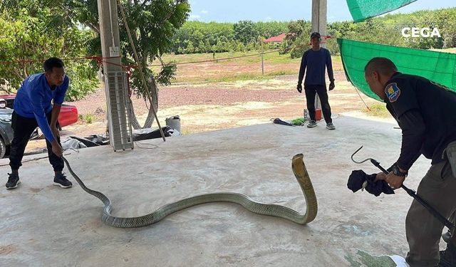 Otomobilin kaputundan 16 kiloluk zehirli yılan çıktı