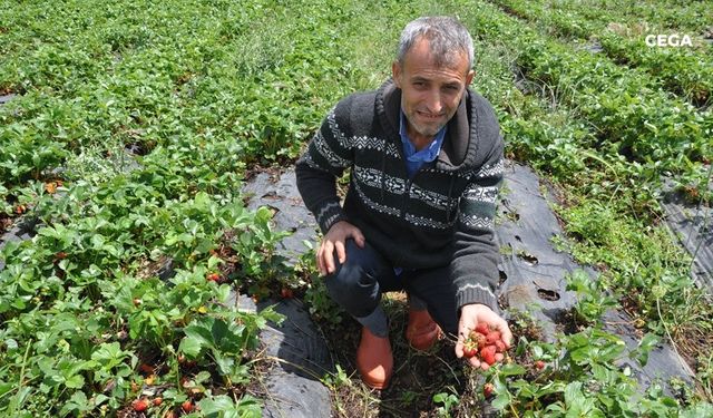 Çilek bahçelerini dolu vurdu