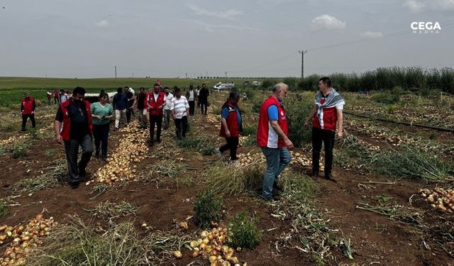 Şanlıurfa'da soğan hasadı