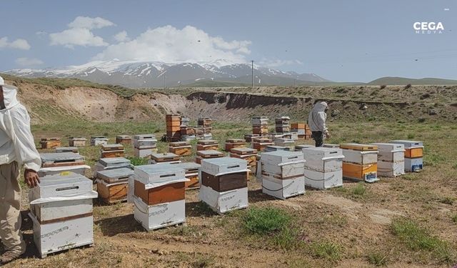 Süphan Dağı’nda arıcılık: Yüksek rekolte bekleniyor