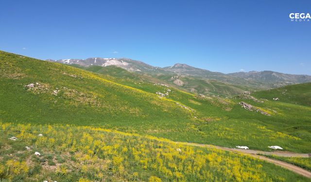 Şırnak yaylalarında baharın renkleri